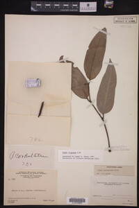 Image Associated With the Occurrence