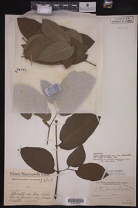 Image Associated With the Occurrence
