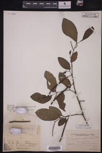 Image Associated With the Occurrence