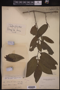Image Associated With the Occurrence