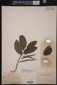 Image Associated With the Occurrence