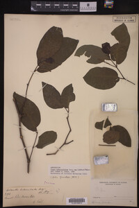 Image Associated With the Occurrence