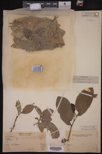 Image Associated With the Occurrence