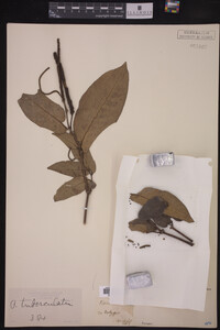 Image Associated With the Occurrence