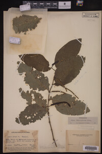 Image Associated With the Occurrence