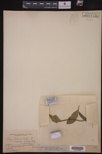 Image Associated With the Occurrence