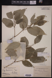 Image Associated With the Occurrence