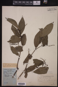 Image Associated With the Occurrence
