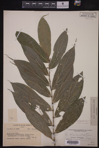 Image Associated With the Occurrence