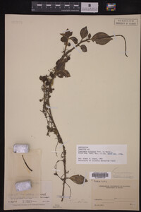 Image Associated With the Occurrence