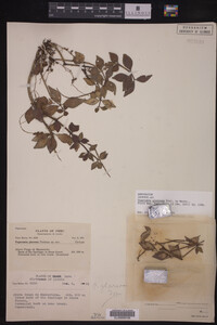 Image Associated With the Occurrence