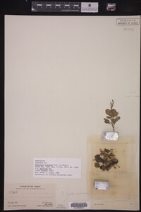 Image Associated With the Occurrence