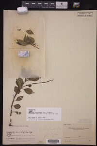 Image Associated With the Occurrence