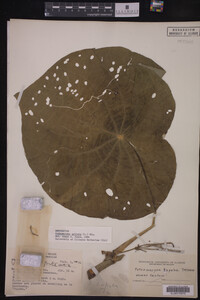 Image Associated With the Occurrence