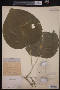 Image Associated With the Occurrence