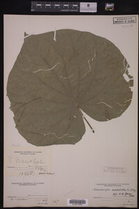 Image Associated With the Occurrence
