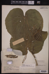 Image Associated With the Occurrence