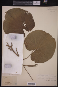 Image Associated With the Occurrence