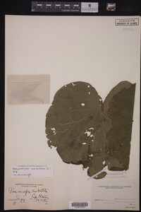 Image Associated With the Occurrence