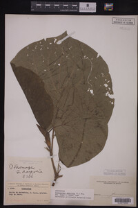 Image Associated With the Occurrence
