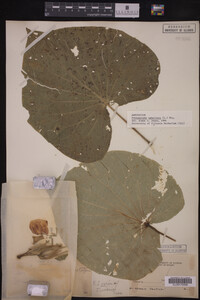 Image Associated With the Occurrence