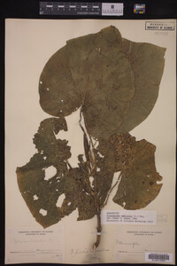 Image Associated With the Occurrence