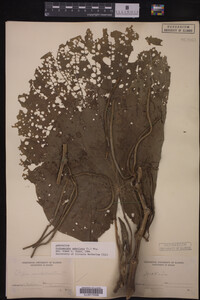 Image Associated With the Occurrence