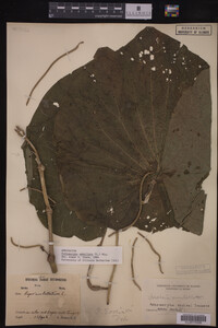 Image Associated With the Occurrence