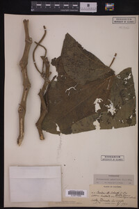 Image Associated With the Occurrence