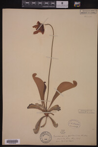 Image of Sarracenia psittacina