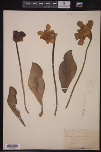 Sarracenia purpurea image