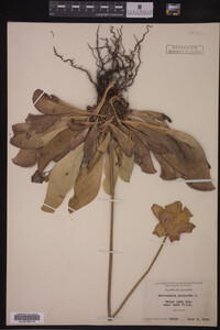 Sarracenia purpurea image