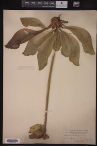 Sarracenia purpurea image