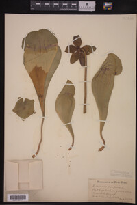 Sarracenia purpurea image