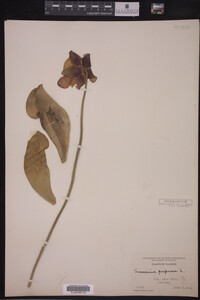 Sarracenia purpurea image