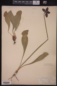 Sarracenia purpurea image
