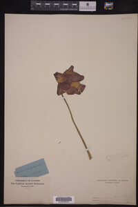 Sarracenia purpurea image