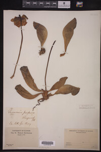 Sarracenia purpurea image
