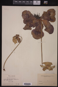 Image Associated With the Occurrence