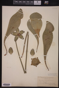 Image Associated With the Occurrence