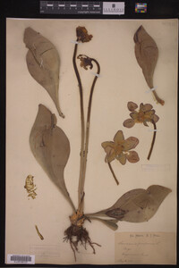 Image Associated With the Occurrence