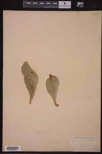 Image Associated With the Occurrence