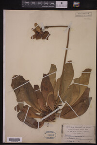Image Associated With the Occurrence