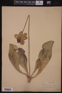 Image Associated With the Occurrence