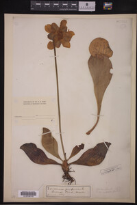 Image Associated With the Occurrence