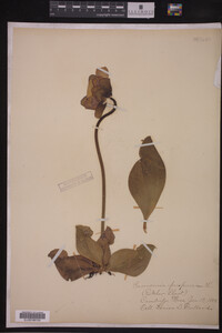 Image Associated With the Occurrence