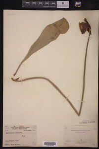 Image Associated With the Occurrence