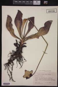 Image Associated With the Occurrence