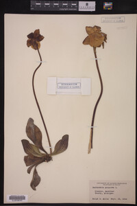 Image Associated With the Occurrence