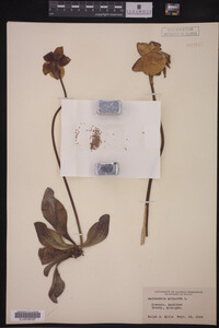 Sarracenia purpurea image